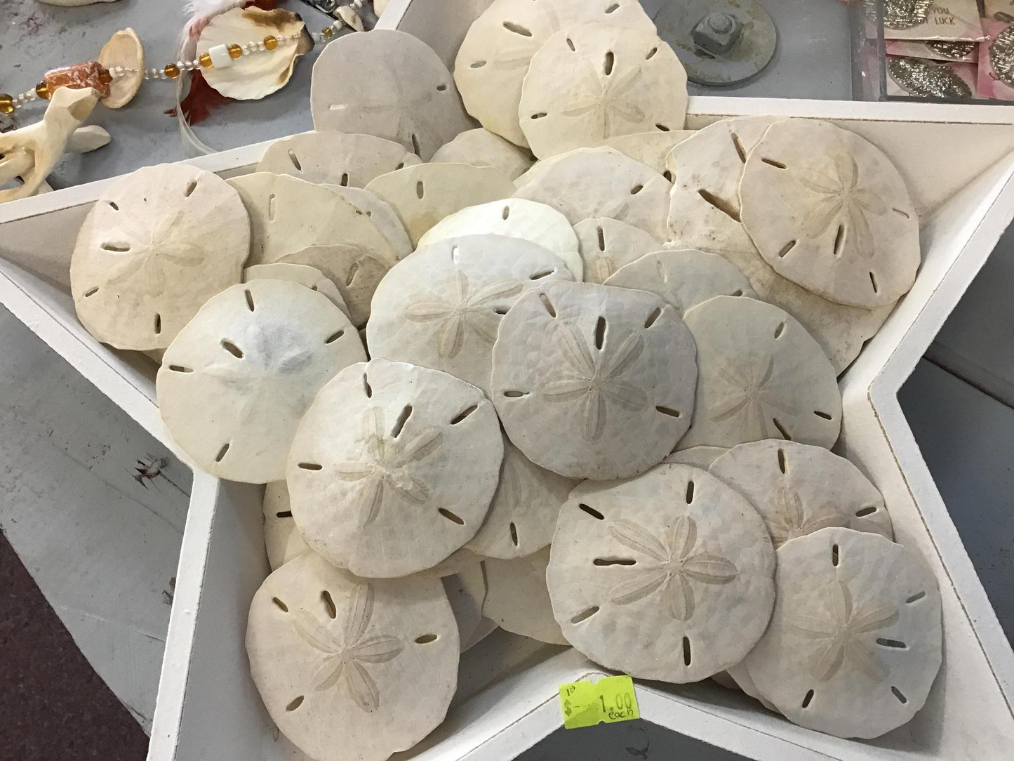 Sand dollars