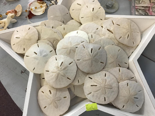 Sand dollars